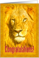 Congratulations greeting card, Male lion portrait card