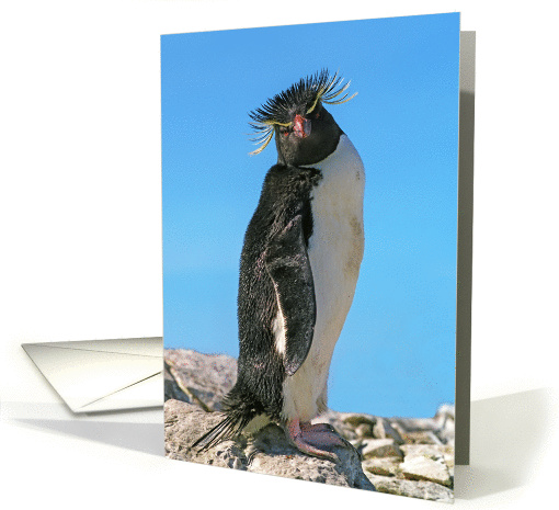 Macaroni penguin greeting card, card (890426)