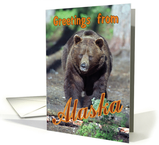 Greetings from Alaska greeting card, brown bear card (890559)