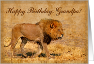 Happy Birthday,Grandpa greeting card,mail lion in hot savannah card