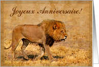 Happy Birthday french language greeting card, lion in savannah card