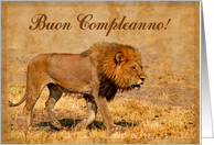 Happy Birthday italian language greeting card, lion in savannah card