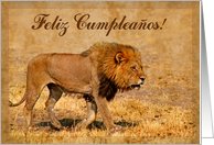 Happy Birthday spanish language greeting card, lion in savannah card