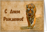 Happy Birthday,russian language greeting card, tiger in savannah card