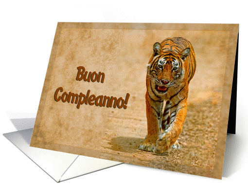 Happy Birthday,italian language greeting card, tiger in savannah card