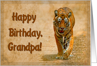 Happy Birthday Grandpa greeting card, tiger in savannah card