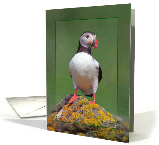 Puffin greeting card, portrait bird card (894320)