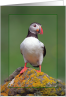 Puffin greeting card, portrait bird card