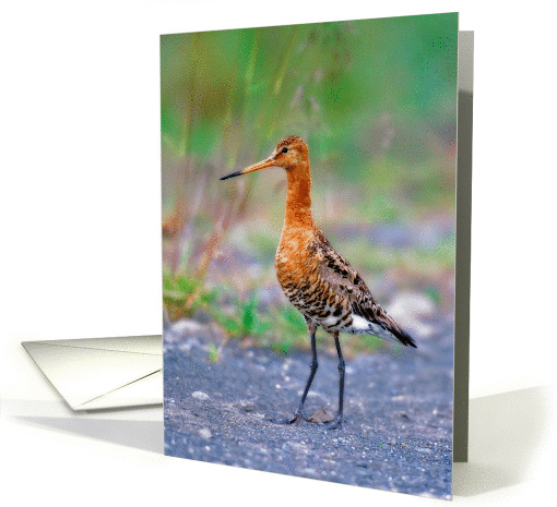 Bird card (895313)