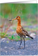 Bird Card
