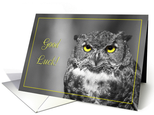 Good luck greeting card,Owl with yellow eyes card (898564)