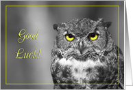 Good luck greeting card,Owl with yellow eyes card