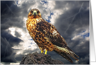 Eagle in storm greeting card, card