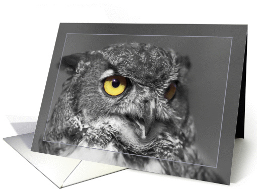 Owl greeting card,black and white photo card (903127)