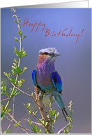 Happy Birthday, Bird on branch card
