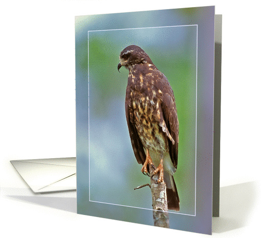 Hawk card (944652)