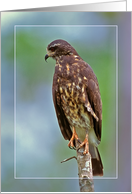 Hawk Card