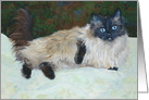 Ragdoll Cat Jessie Blue - General blank card
