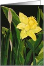 Blooming Daffodil Birthday card
