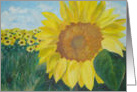 Sunflower - blank card