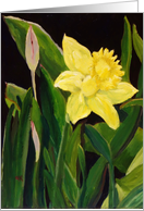 Blooming Daffodil Birthday card