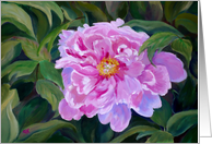 Blooming Pink Peony...