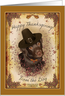 Chocolate Lab From the Dog Happy Thanksgiving - dog, pigrim hat, leaves, autumn foliage, card