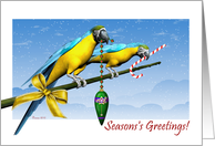 Season’s Greetings Macaw Birds with Ornament and Candy Cane card