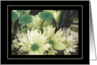 Daisies and Pom Poms with Green Centers - Note Card