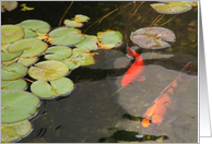 Koi Fish in Pond - Blank inside card