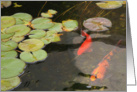 Koi Fish in Pond - Blank inside card