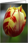 Tulip-Red and Yellow card