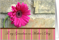 For My Grandma On Mother’s Day-pink daisy and stripes card