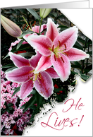 He Lives! Easter Blessings-Pink Lilly card