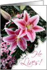 He Lives! Easter Blessings-Pink Lilly card