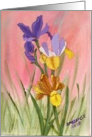 purple,lavender,and yellow iris-outdoors card