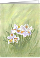 Lavender and White Iris, note card