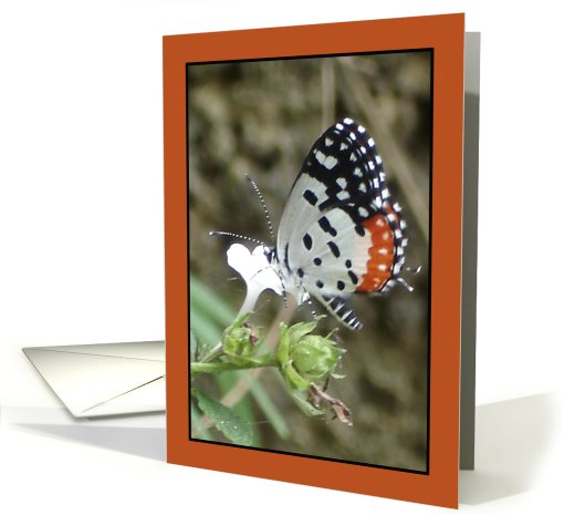 Butterfly on Flower card (644043)