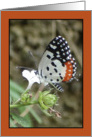Butterfly on Flower card