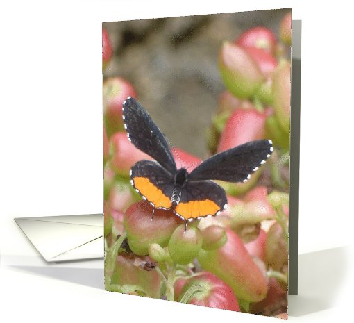 Butterfly on Flowers card (644048)