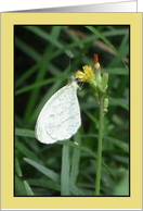 Butterfly on Flower card