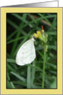 Butterfly on Flower card