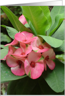 Pink Flower Bunch card