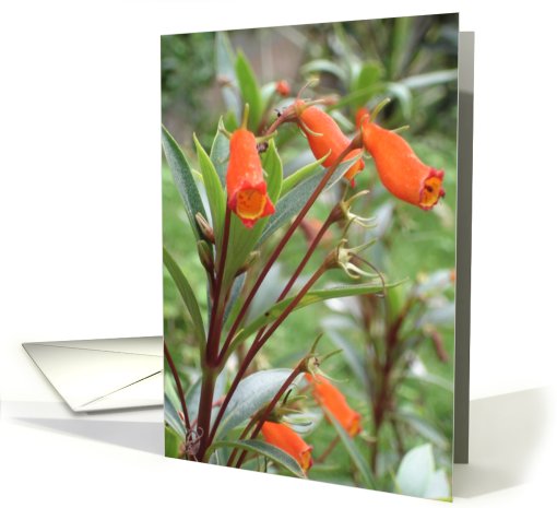 Orange Bell Flowers card (644058)