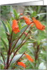 Orange Bell Flowers card