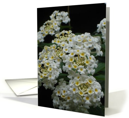 White And Yellow Flower Bunches card (644060)