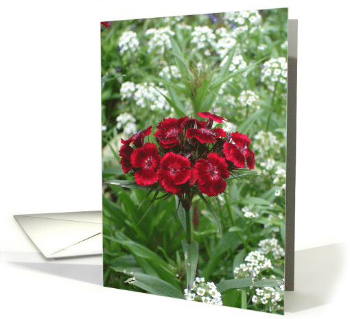 Red And Maroon Flower Bunch card (644062)