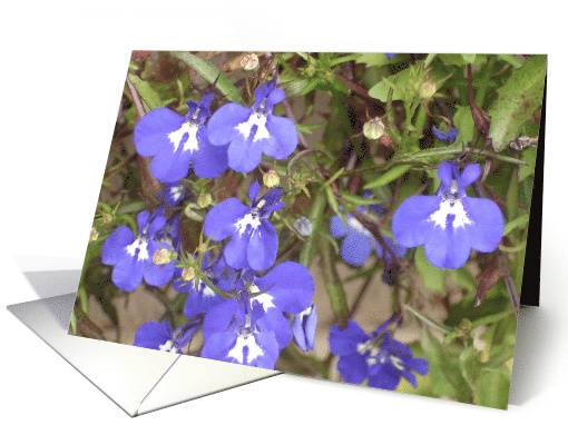Purple Wild Flowers card (644066)