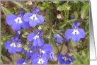 Purple Wild Flowers card