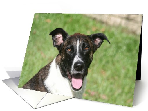 Doggy Birthday Smiles card (631674)